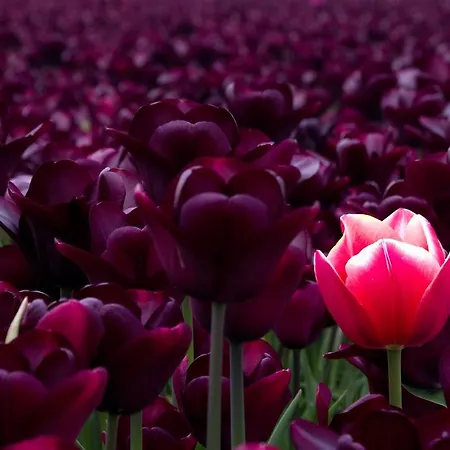 木屋 Dutchduochalet37