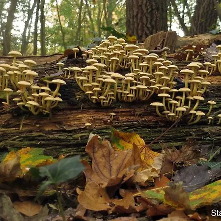 Dutchduochalet37 Chalet *