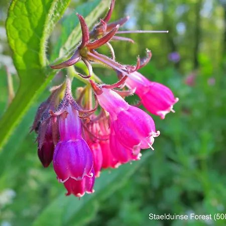 Dutchduochalet37 斯赫拉芬赞德