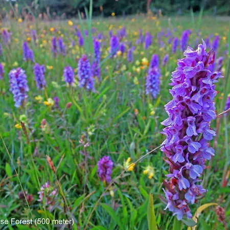 Dutchduochalet37 Chalet s-Gravenzande