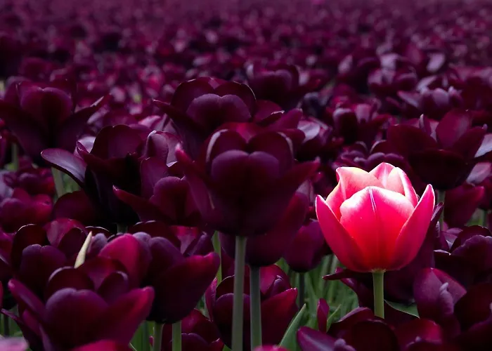 Ferienhaus Dutchduochalet37