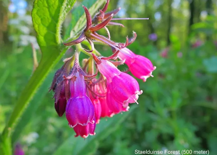 Dutchduochalet37 's-Gravenzande