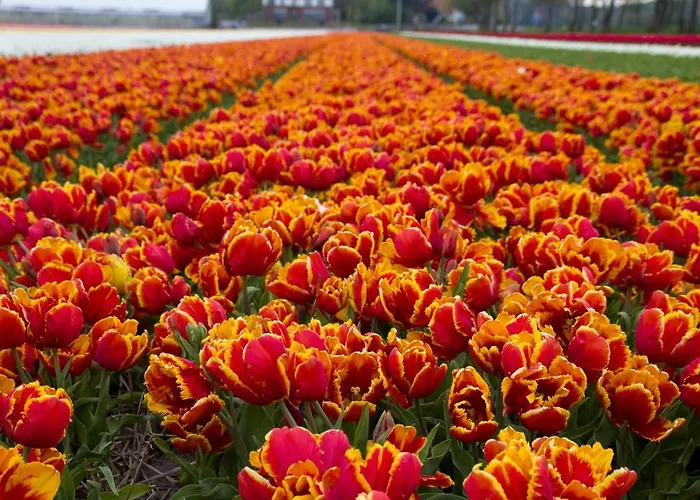 Σπίτι διακοπών Dutchduochalet37 *