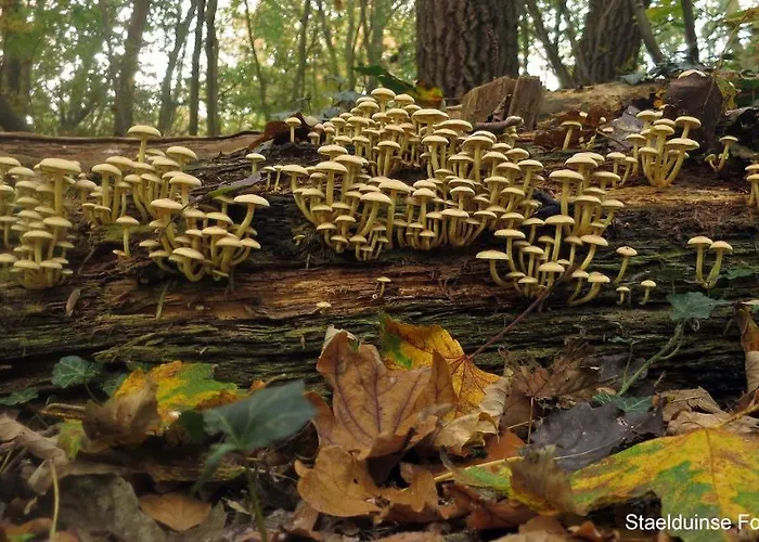 Dutchduochalet37 Σπίτι διακοπών *