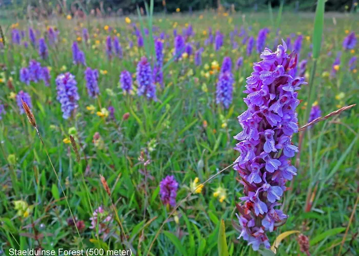 Dutchduochalet37 Σπίτι διακοπών s-Gravenzande