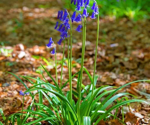 Dutchduochalet37 Σπίτι διακοπών s-Gravenzande